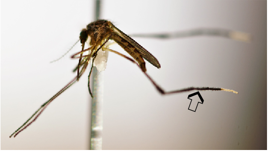 Psorophora Psorophora