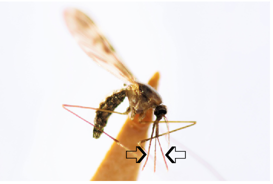 Anopheles Anophelesosquito.