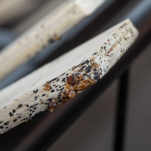 Atop a light brown piece of wood are several black dots scattered around the piece. Crawling on that are small round insects that are a golden brown color, which are bed bugs.
