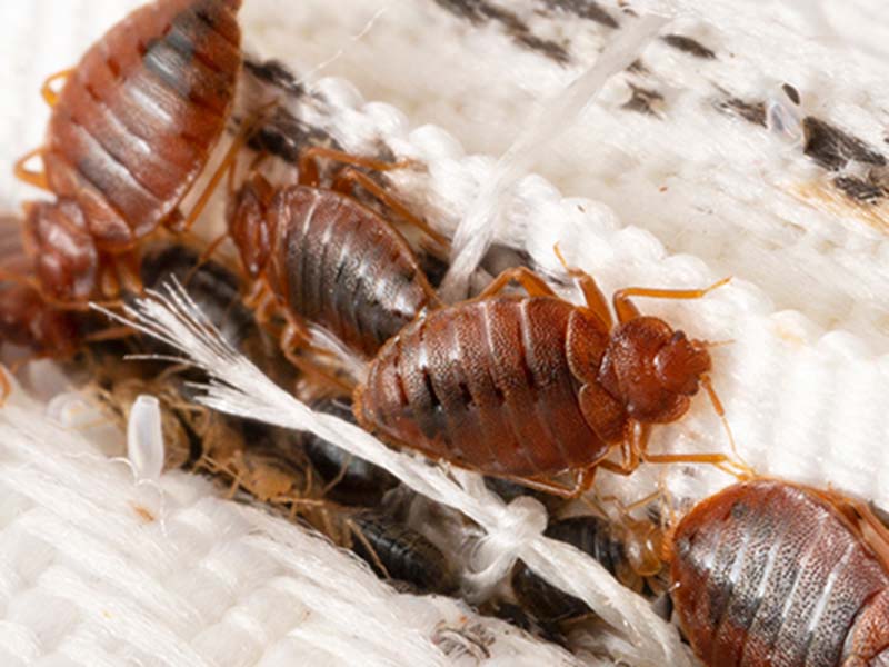A piece of white woven fabric with small brown spherical shaped insects with legs which are bed bugs weaving through pieces of the fabric. There are random other black and brown dots on the piece of white fabric around the bed bugs.