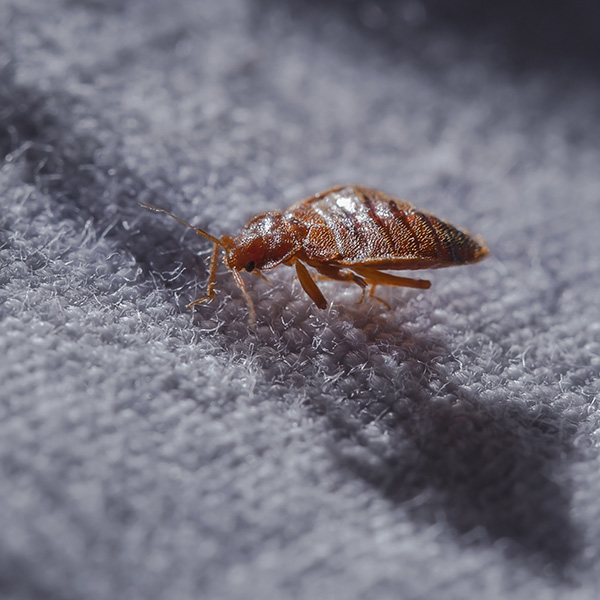 A bed bug shown from the profile view. The legs, golden light brown color of the insect, as well as the antennas of the round-bodied insect. The bed bug sits on a white, wooly-like surface.