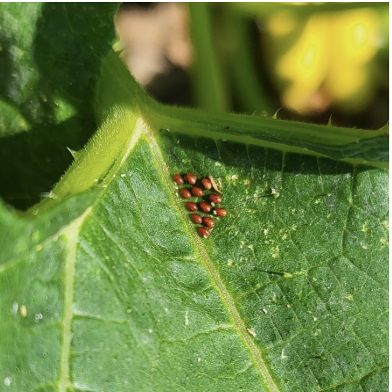 Managing Squash Bug Populations Through Identification and Control ...