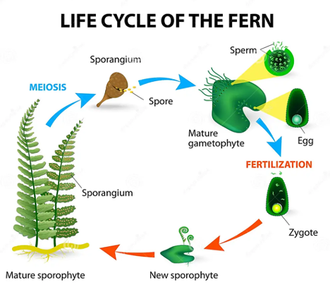 Circular graphic showing the life cycle of the fern. Starting on the farthest left, the graphic shows two fern leaves with the text Mature sporophyte underneath the and a line pointing to the sporangium on the leaves. Above the fern leaves there is a blue arrow pointing to the left labeled Meiosis that leads to a close up image of Sporangium. There is on opening iin the Sporangium in which you can see the spore inside. Then there is another blue arrow pointing to a Mature Gametophyte on the right. There are two sections of the gametophyte that have been enlargeds to show the sperm and the egg. After this there is one more blue arrow leading to the Fertilazation stage. This shows a close up of a fern Zygote. The Zygote then has an orange arrow pointing to the left that leads to a New Sporophyte. Finally the graphic comes full circle with one more orange arrow pointing to the left to show the mature sporophyte which then turns into fern the graphic started with.