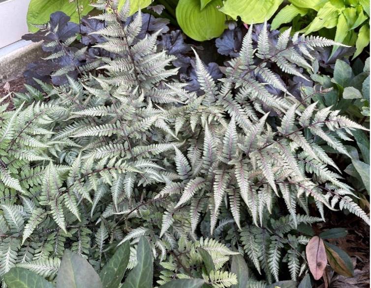 A fern with fine texture nestled in other perennial plants.