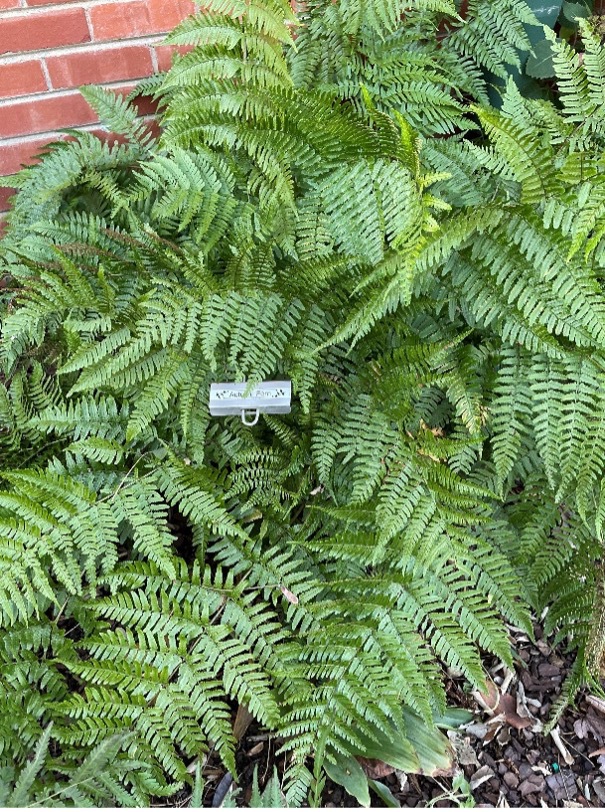 A large yellow-green Autumn Fern with am unreadable name plate stuck in the middle of it.