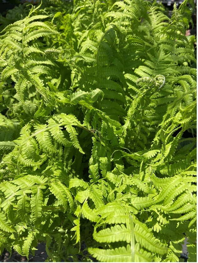 Hardy Ferns For Oklahoma 