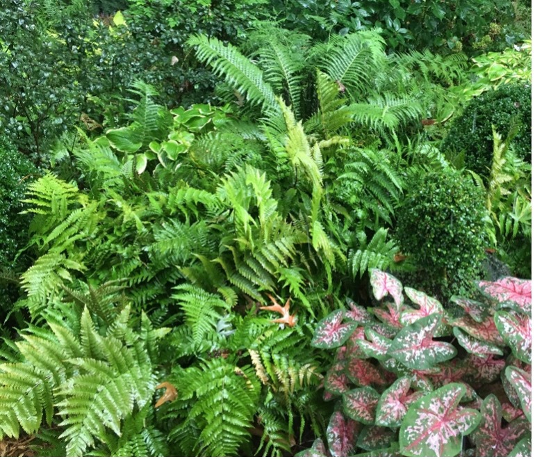 Multiple ferns planteded closely together to create a background.