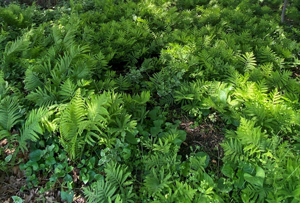 Multiple ferns spread out over the ground to make a ground covering.