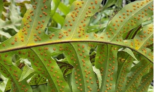 A close up image of the underside of a fertile fern leaf allowing you to see brown dots that are the sporangia.