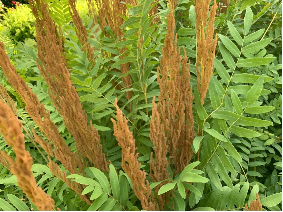 Orange/brown fertile fronds sticking up through a fern.