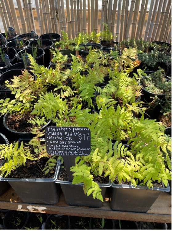 Small Marsh ferns in black pots for sale.