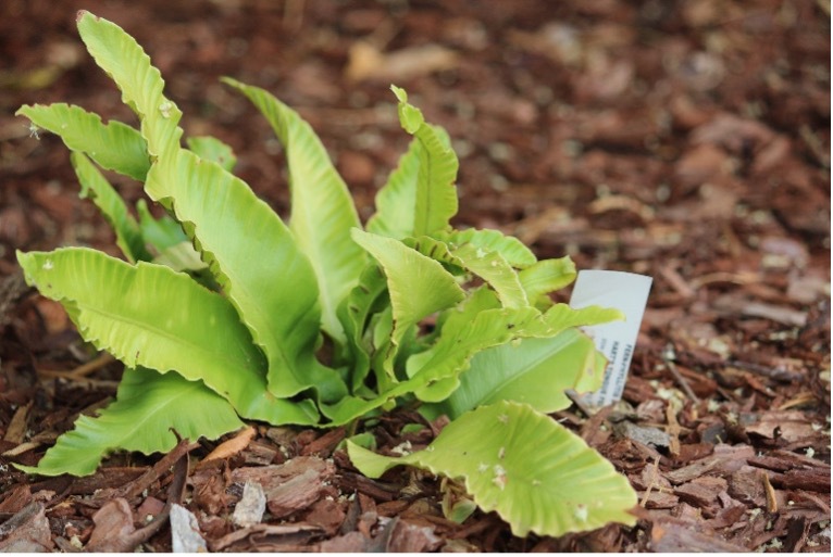 A young bright green Harts tounge fern with smooth leaves planted by itself in the ground.