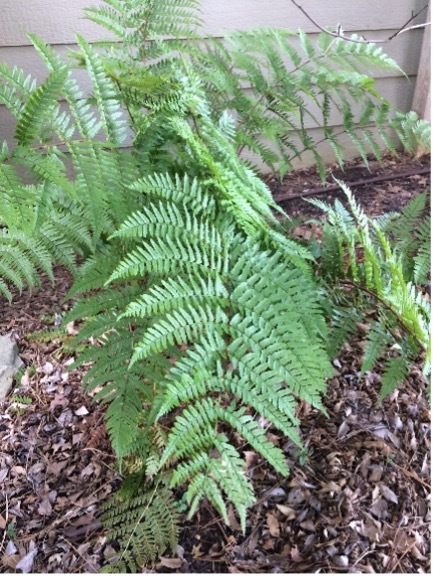 A large Lady in Red fern with many frills and small leaves.