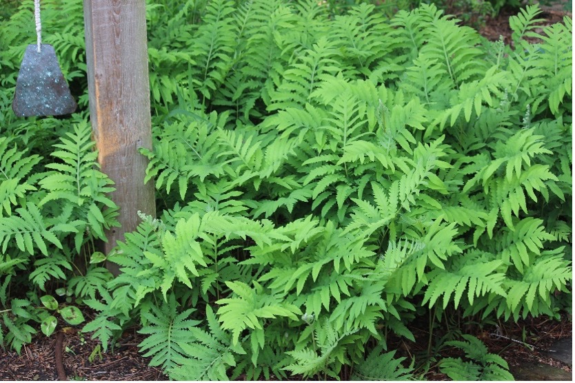 A large Sensitive fern that is a vibrant green and seems to have taken over a large amount of the ground near where it is planted.