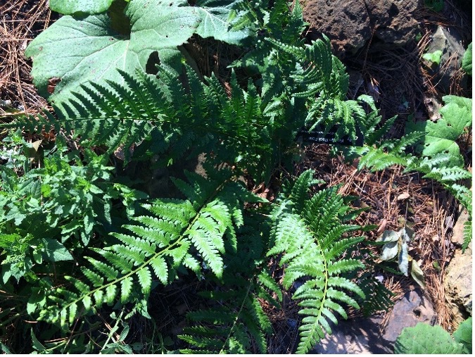 A Korean Rock fern that is green with blue undertones in color and is more jagged on the edge of it's leaves.