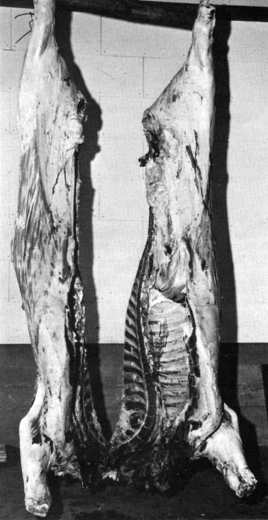 The carcass neck is split in two.