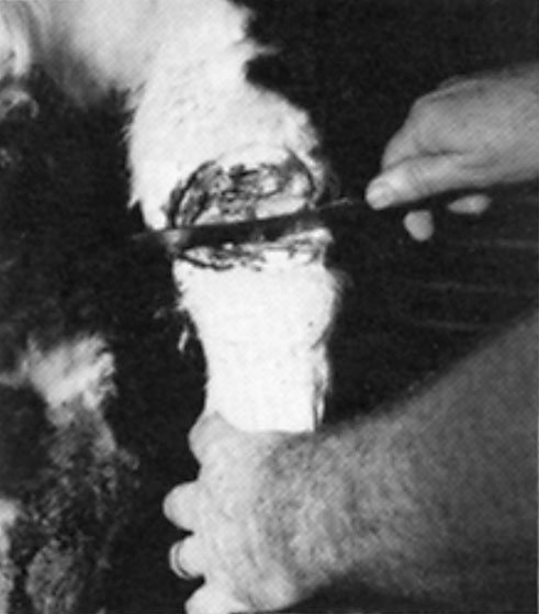 Man showing how to remove the forefeet and shanks, cut through the flat joint.