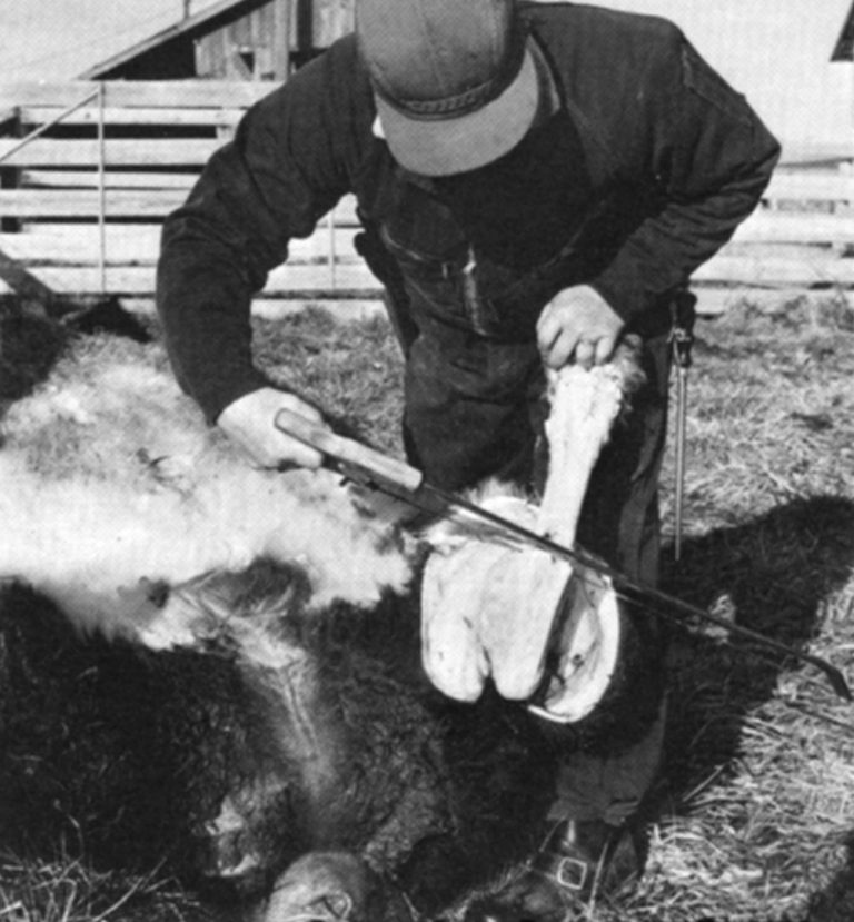 Man saws off the hind feet and shanks after skinning out the hind legs.
