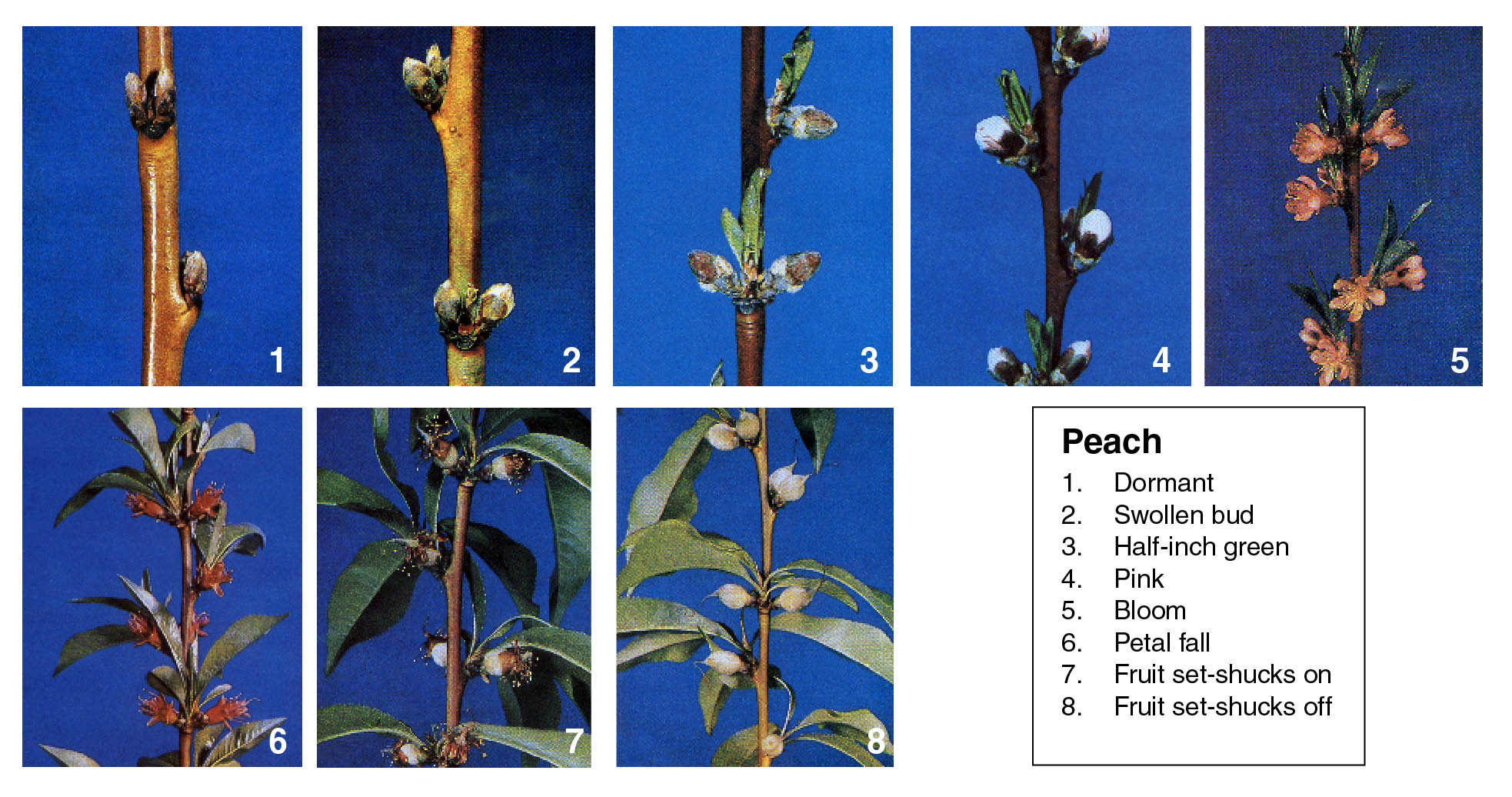 Pests  BC Tree Fruit Production Guide