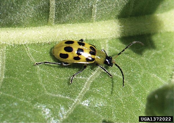 Spotted Cucumber Beetle.