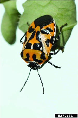 Harlequin Bug.