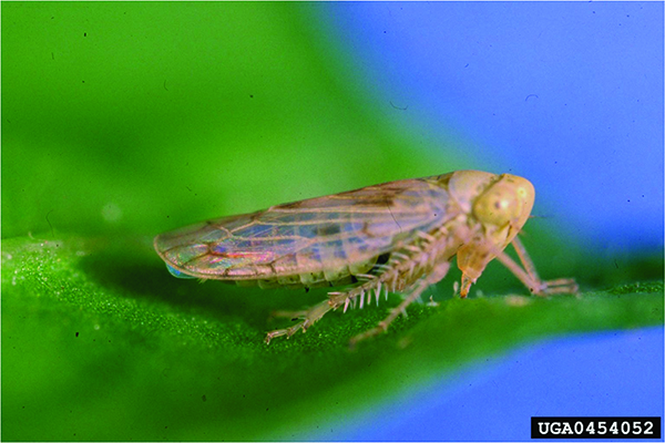 Adult leafhopper.