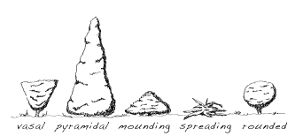 Common forms of plants: vasal, pyramida, moundnig, spreading, and rounded. Common forms of plants: vasal, pyramida, moundnig, spreading, and rounded.