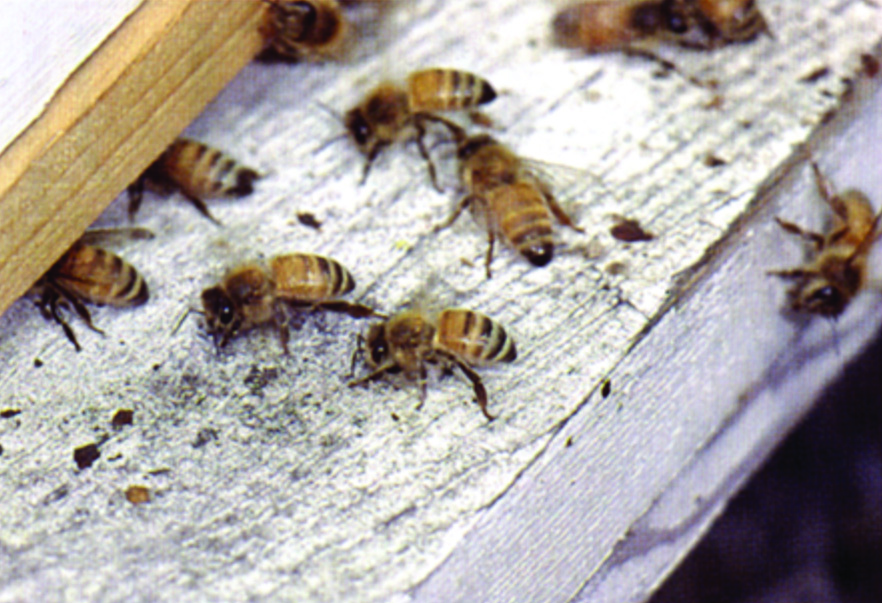 Honey Bees at Hive Entrance