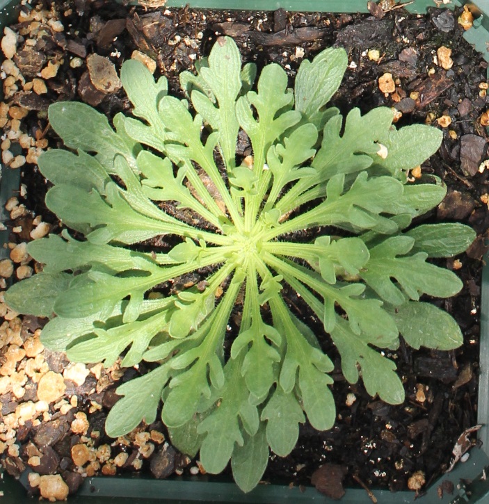 A horseweed plant with lobed leaves.
