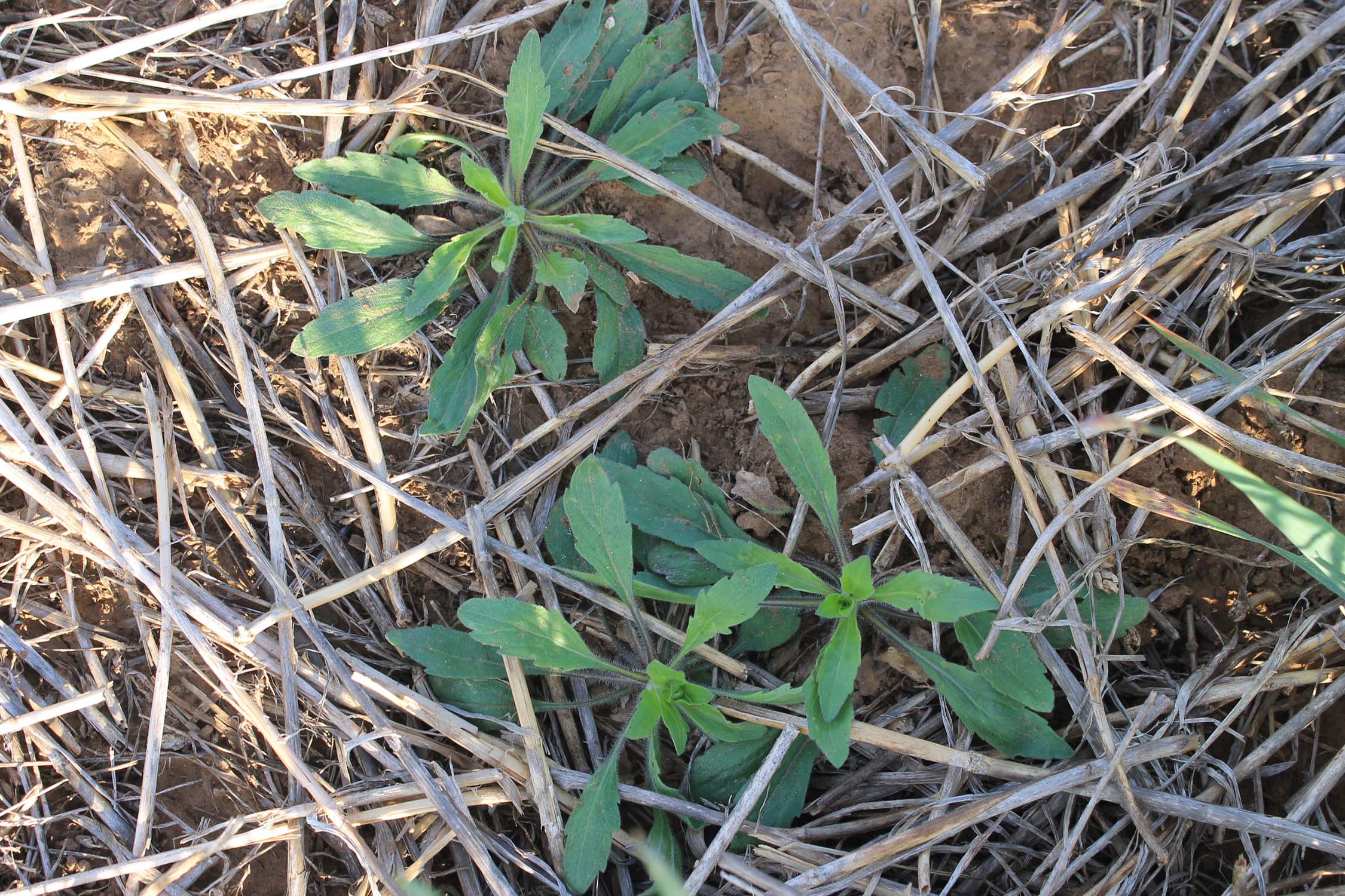 A horseweed plant with less lobed leaves.