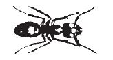 a carpenter ant.