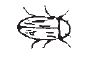 a powderpost beetle.