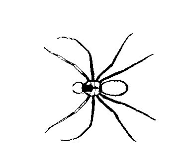 a fiddleback spider.