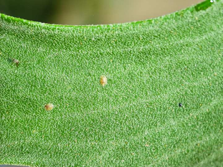 Scale insects.