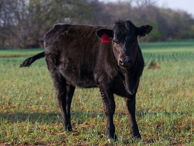 How Likely are Calf Value-Added Management Practices to Pay Off ...