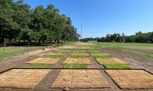 A field of patches of grass, some are light green and some are more yellow.