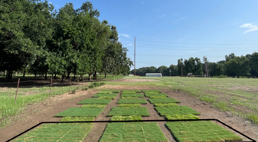 An area of patches of green grass underneath a blue sky next to a row of trees.