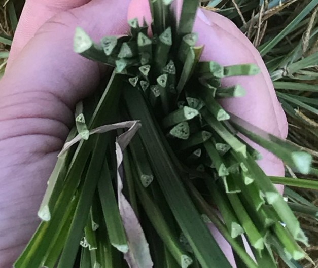 A hand holding multiple triangular stem sedges.
