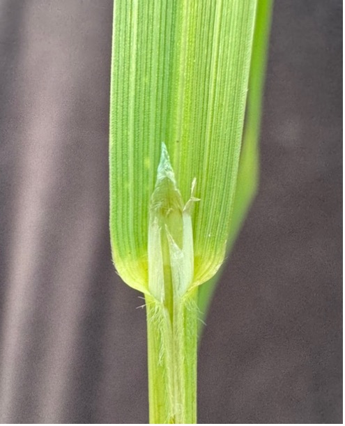 A long membranous, pointed and split ligule on a rescuegrass stem.