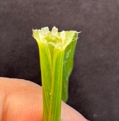 Membranous ligule on a triticale stem.