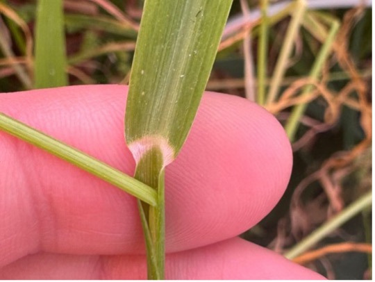 A hand holding a barnyardgrass stem with an ansent ligule.