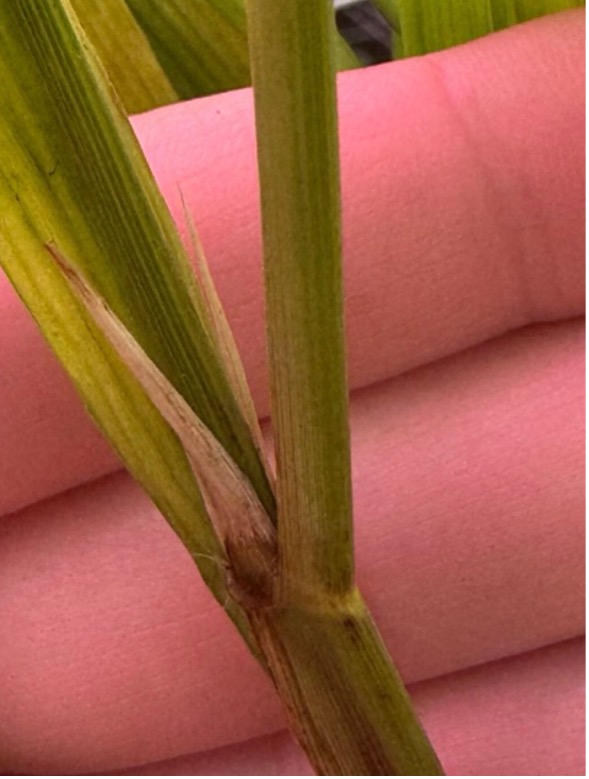 A hand holding a rice stem with a split ligule.