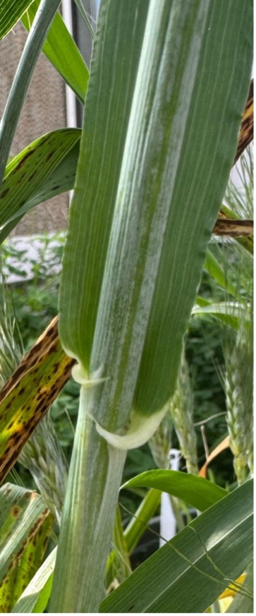 Large, claw-like auricles on a barley stem.