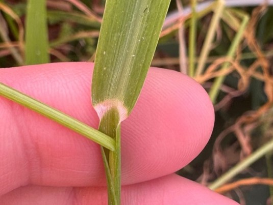 A hand holding a barnyardgrass stem with absent auricles.
