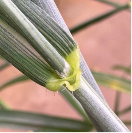 Clasping auricles on a wheat stem.