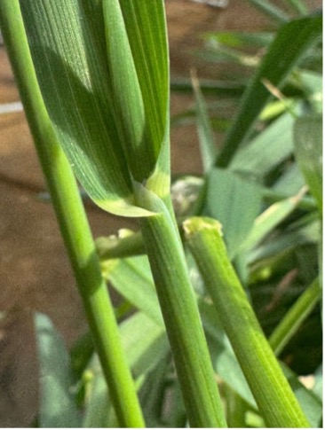 Stems showing overlapping non-fused sheath around the stem.