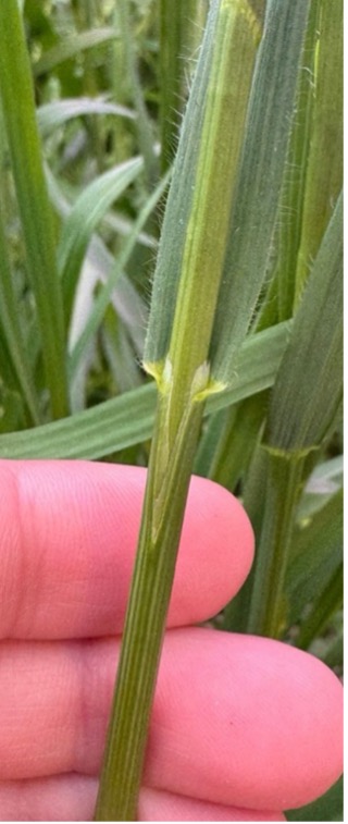 A hand holding a fused leaf sheath.