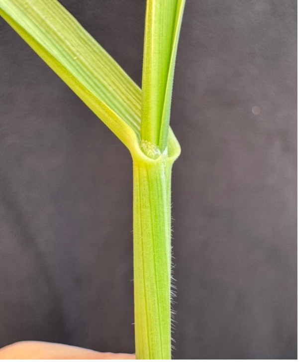 Hairs are present on a leaf sheath on a rye stem.