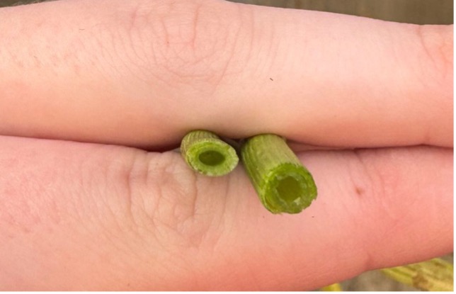 A hand holding a flat hollow stem and circular hollow stem.