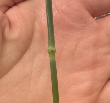 A stem with a node placed in the palm of a hand.